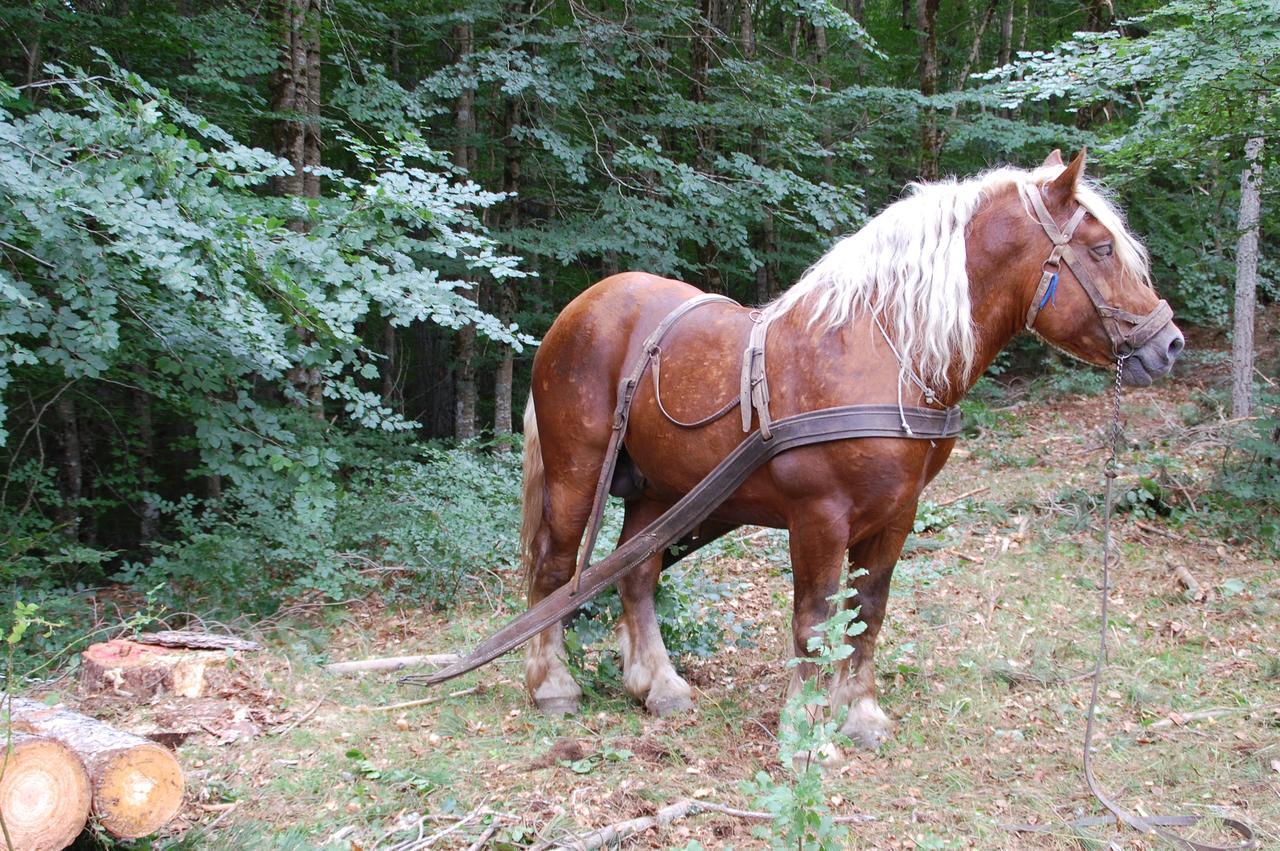 Rifugio Casello Margherita Camigliatello Silano Dış mekan fotoğraf