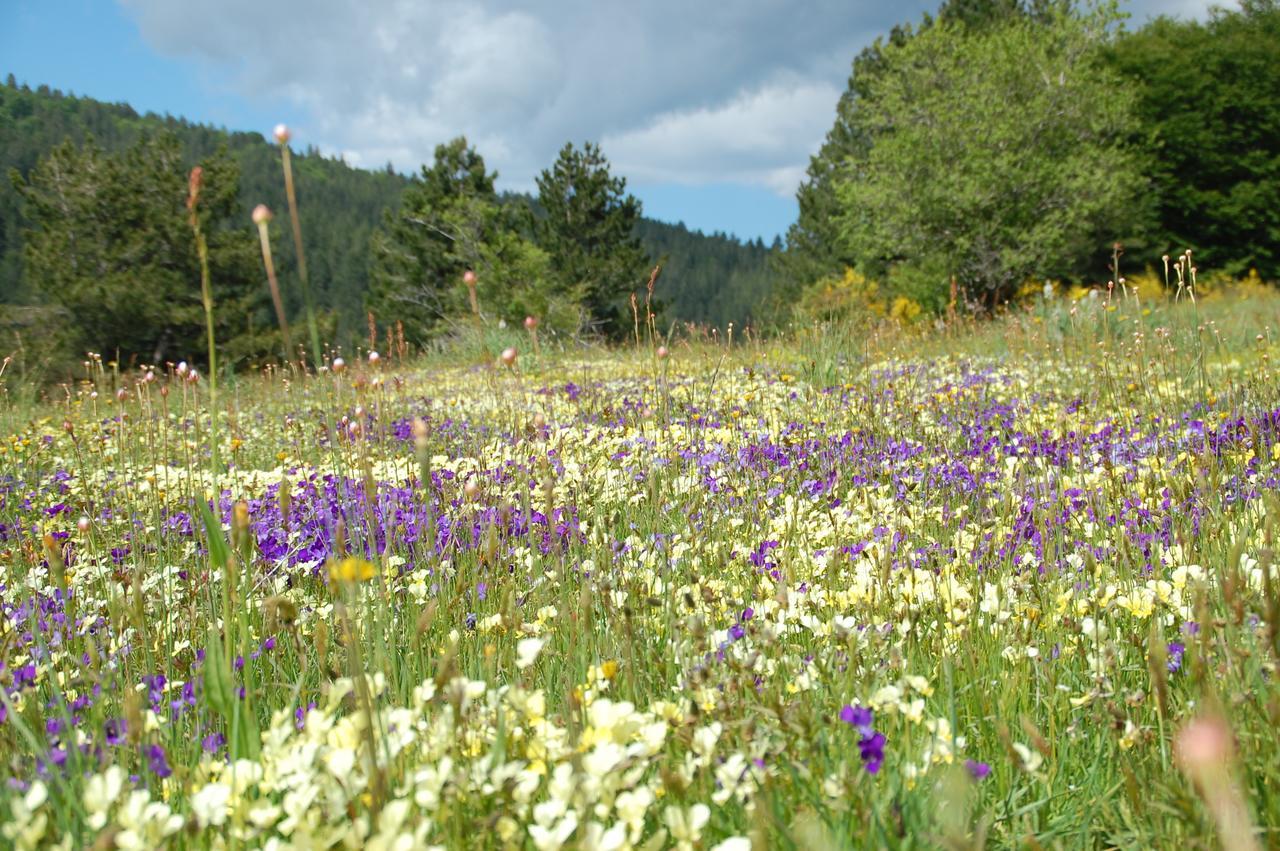 Rifugio Casello Margherita Camigliatello Silano Dış mekan fotoğraf